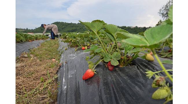 Bu bahçenin mahsulünü müşteriler topluyor