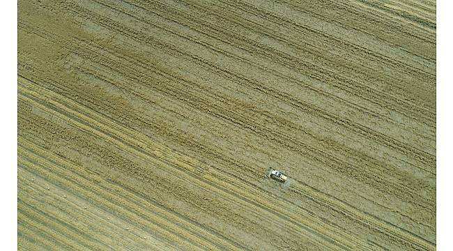 Çukurova'da buğday bereketi