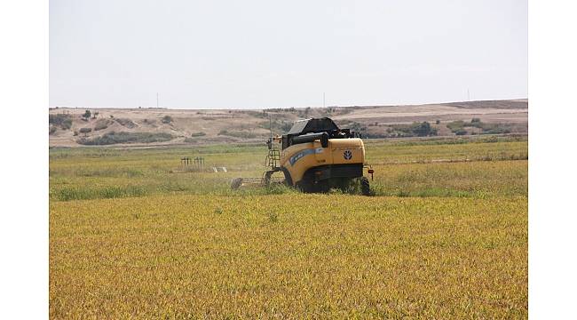 Edirne'de hububat hasadı fiyatları açıklandı