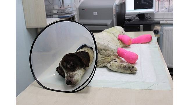 İşkence edilerek bacakları kesilen "Sızı" köpek yaşama tutundu