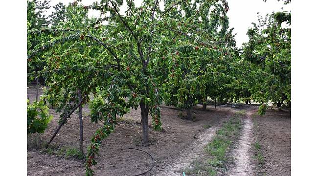 Kiraz Yarışması'na başvuran üreticilerin bahçeleri incelenmeye başladı