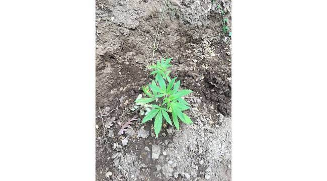 Manisa'da 167 kök Hint keneviri ele geçirildi