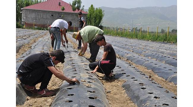 Muş'ta devlet desteğiyle 200 çilek bahçesi kuruldu
