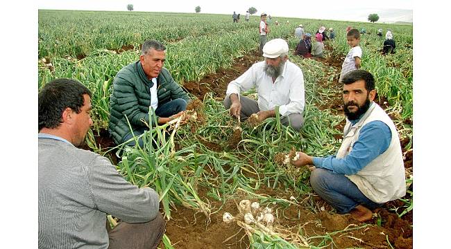 Sarımsak hasadında 15 bin tarım işçisine iş imkanı