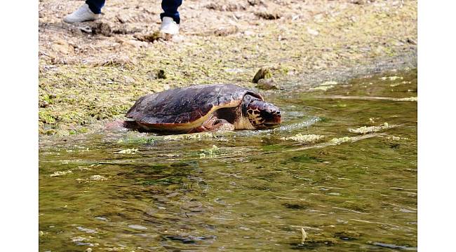 'Caretta Özgür' 6 ay sonra özgürlüğüne kavuştu