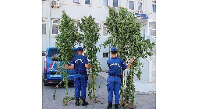 4 metrelik kenevirleri gören gözlerine inanamadı