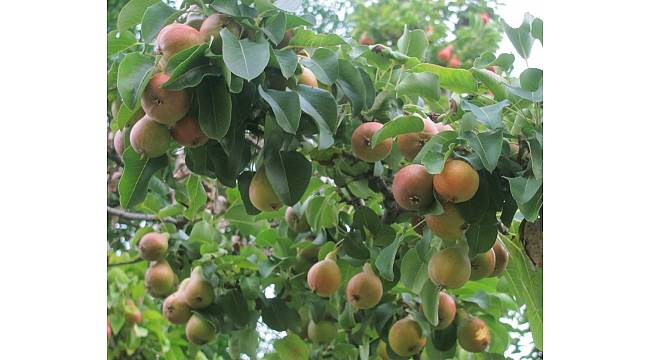 Araban'da armutlar 3 ay erken olgunlaştı
