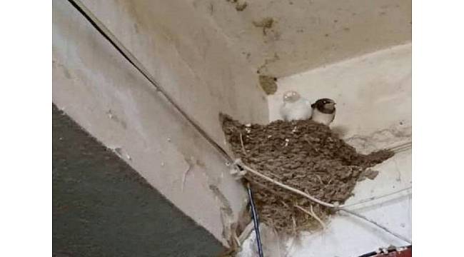 Gürcistan&#39;da albino kırlangıç köylüleri şaşırttı