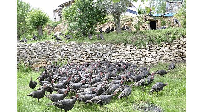 Hobi olarak başladı, çiftlik kurmak istiyor