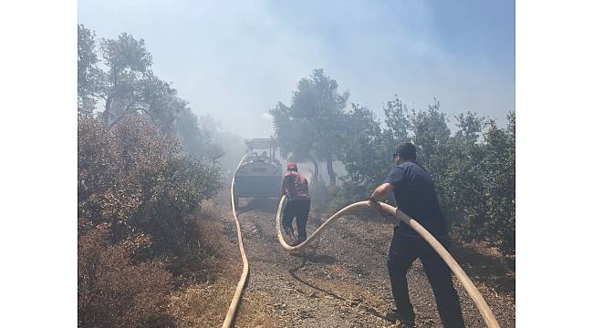 Milas'ta zeytinlik alanda yangın çıktı