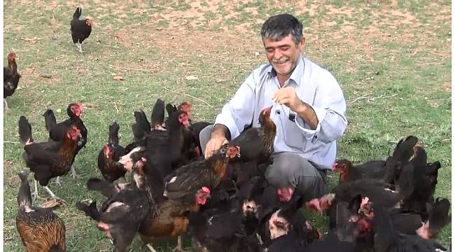 Oğlu yumurta yesin diye tavuk çiftliği kurdu