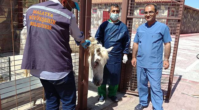 Sahipsiz At'a cerrahi müdahale