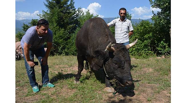 Şampiyon boğalar büyük güreşlere hazır