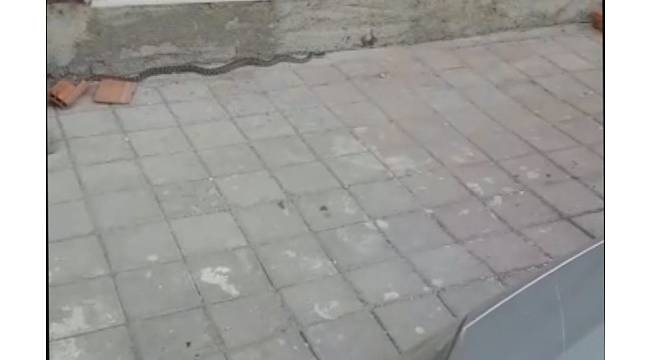 Tosya'da deprem sonrası ilçe merkezde yılan yakalandı