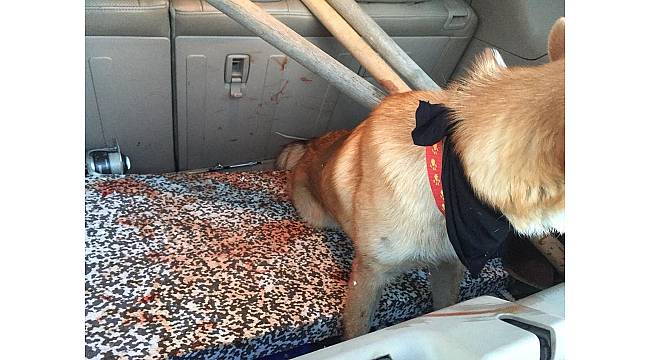 Vicdansız sürücü köpeğe çarpıp kaçtı