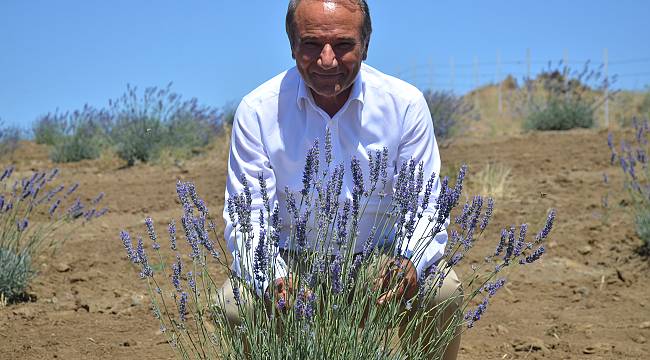 Arguvan'da lavanta bahçeleri