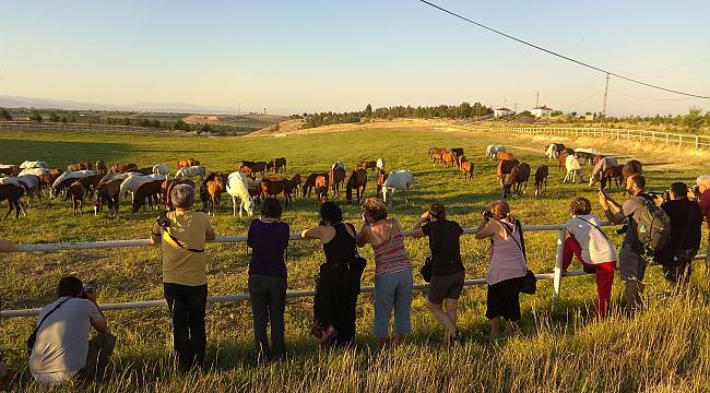 Sultansuyu Harasının ‘Şampiyon adayı’ tayları görücüye çıkıyor