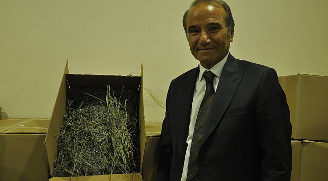 Arguvan da lavanta hasadı başladı