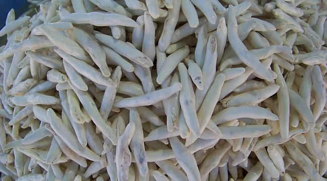  Darende’den ‘kenger sakızı tescillensin’ çağrısı