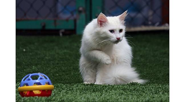 Van Kedi Villası&#39;nda beş yıldızlı konfor