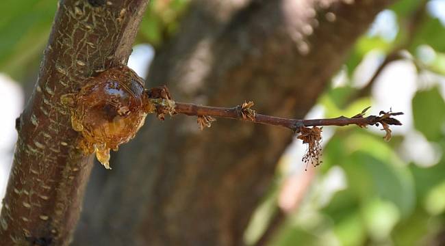 MTÜ Ziraat Fakültesinden Kayısıda Çiçek Monilyası Raporu