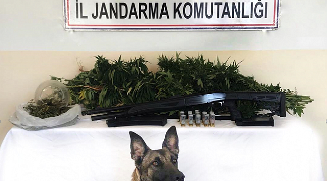 Malatya İl Jandarma Komutanlığınca “Yasa Dışı Kenevir Ekimine” yönelik yapılan operasyon.