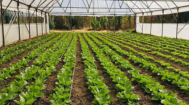 YEŞİL GIDA SERACILIK ALANINDA KIŞ DÖNEMİ İÇİN ÜRÜN ÇEŞİTLİLİĞİ ARTIRILDI