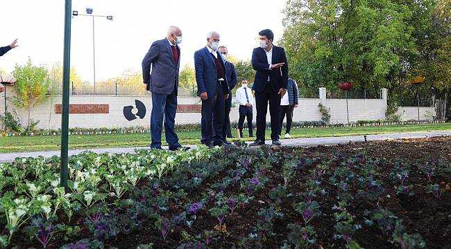 25 BİN KÖK SÜS BİTKİSİNİN DİKİMİ YAPILIYOR