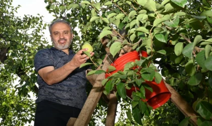 Bursa’da armut hasadı yapan çiftçiye Başkan Aktaş’tan yerinde ziyaret