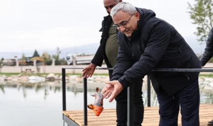 Yedigöller’e koi balığı bırakıldı